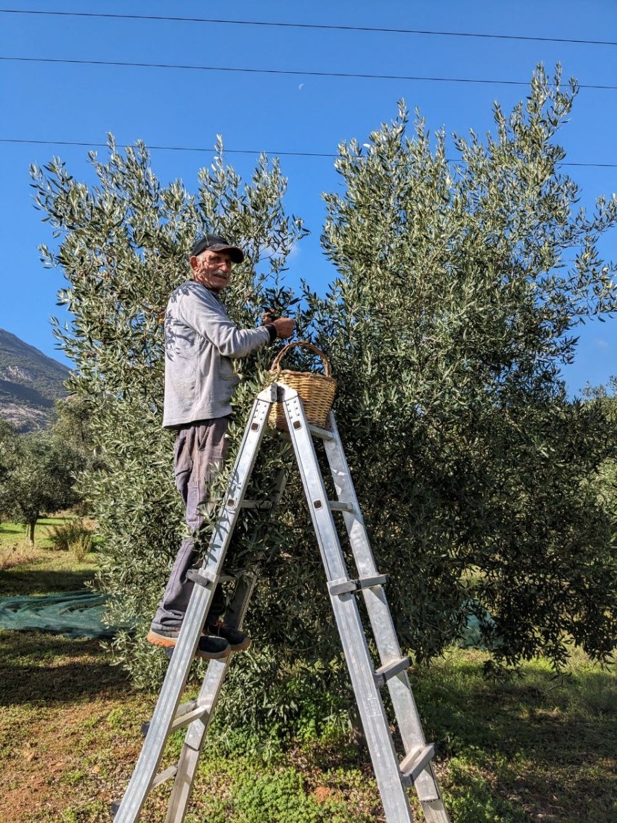 Extra Virgin Olive Oil and the Blue Zone Connection - Obìa Olive Oil