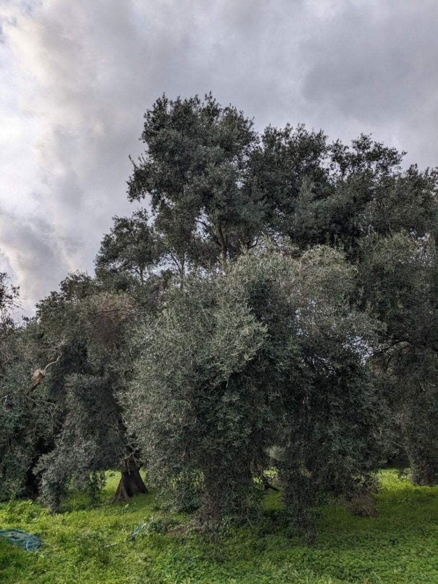 The History of Olive Oil in Sardinia - Obìa Olive Oil
