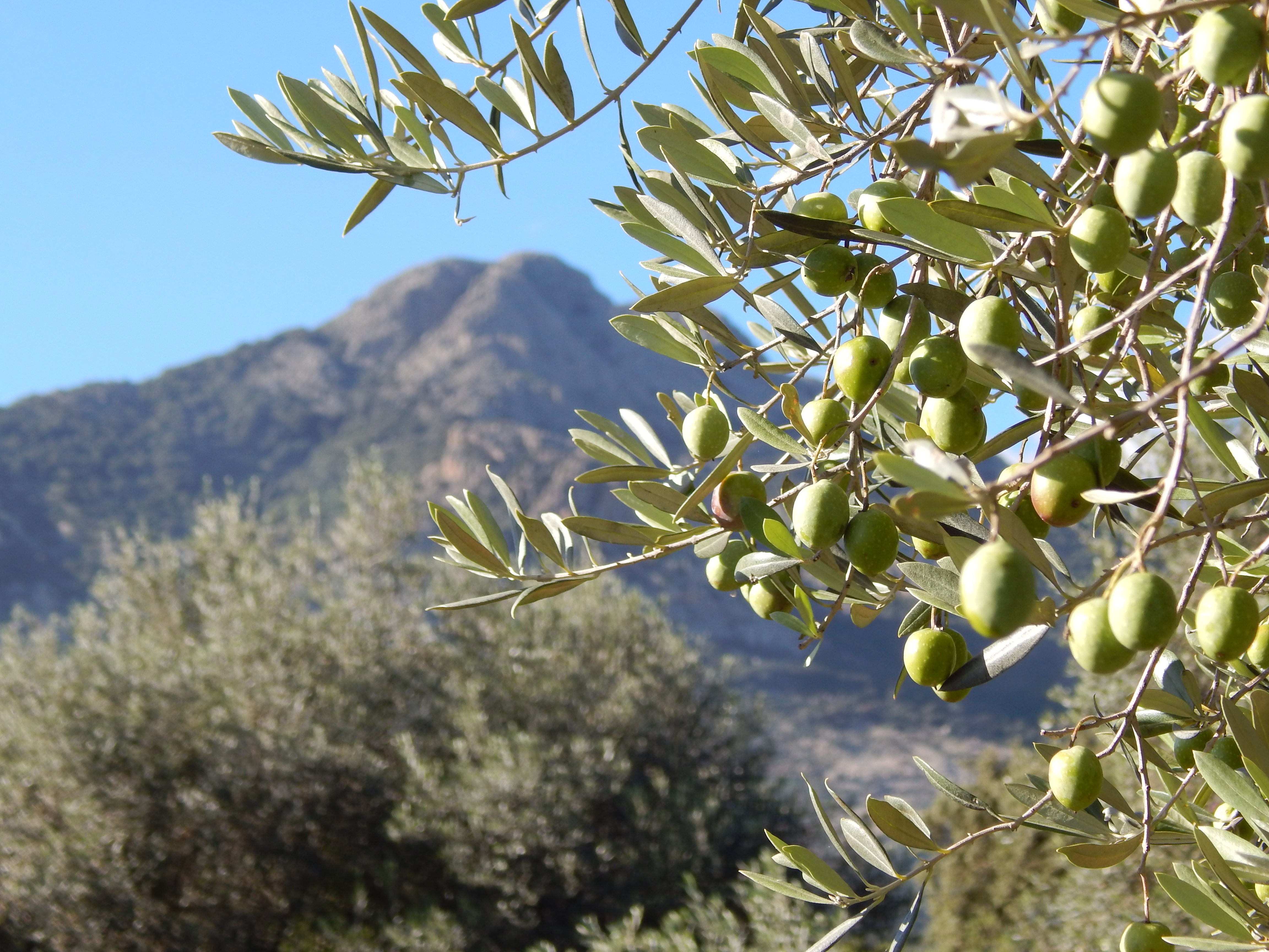 olives hanging from tree in front of mountain