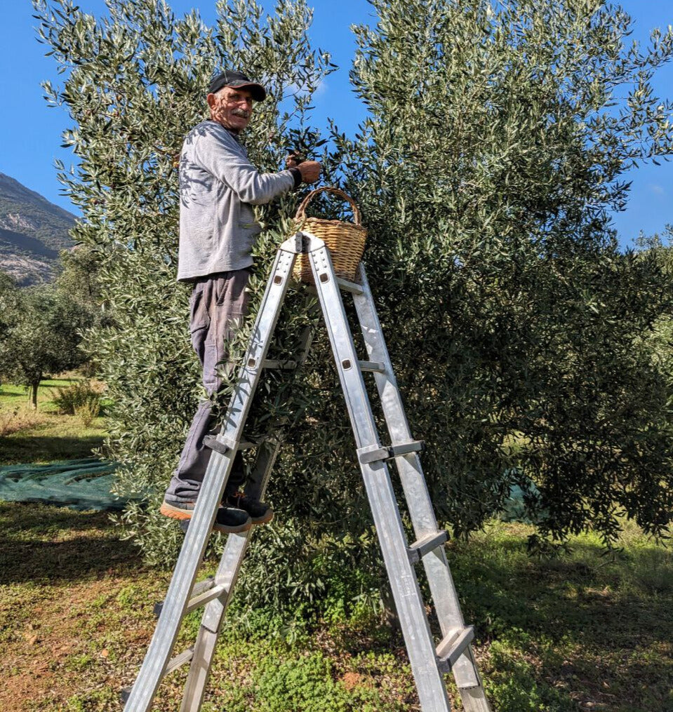 Man standing on a ladder harvesting olives