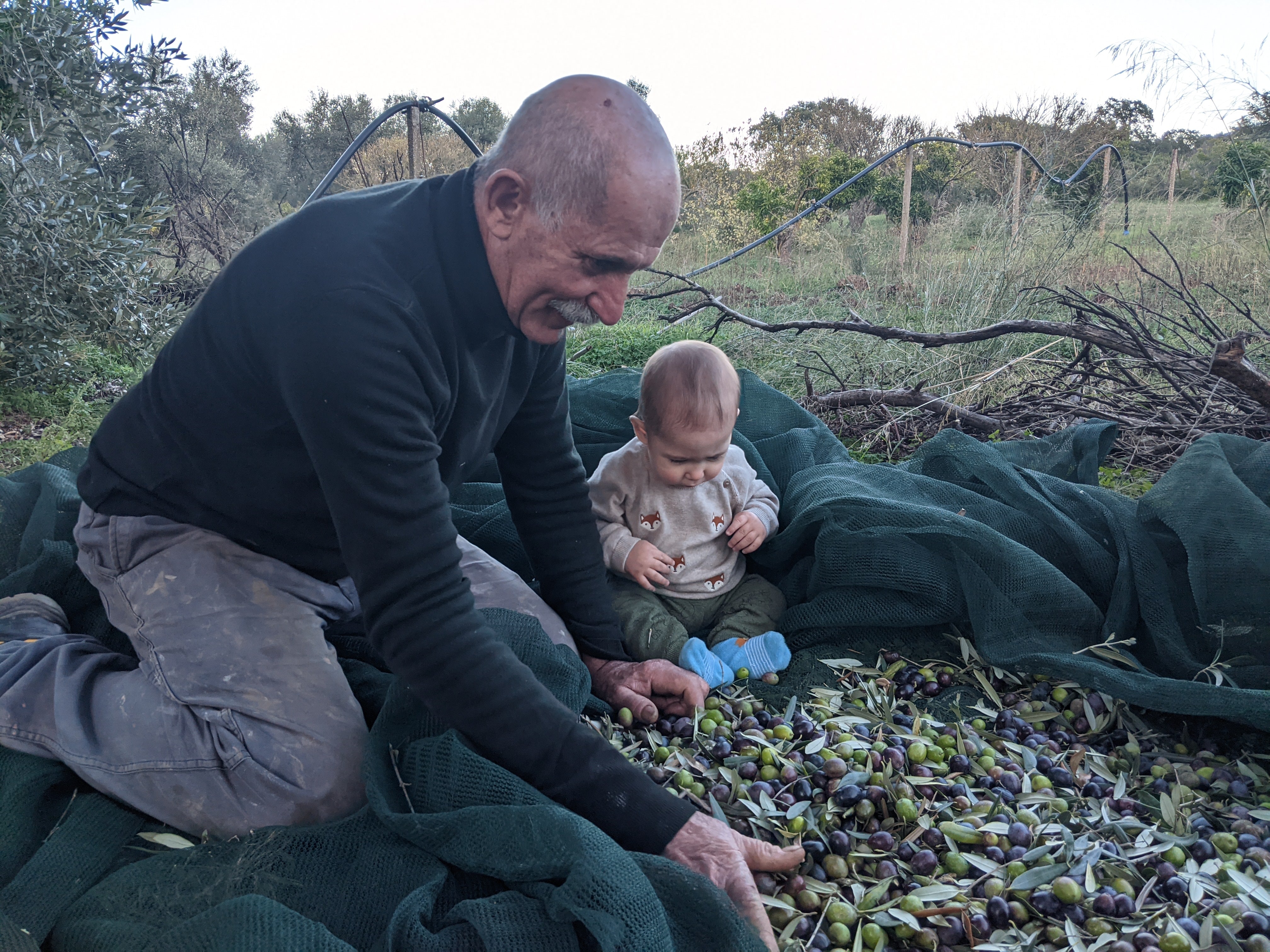 Older man harvesting olives with a toddler