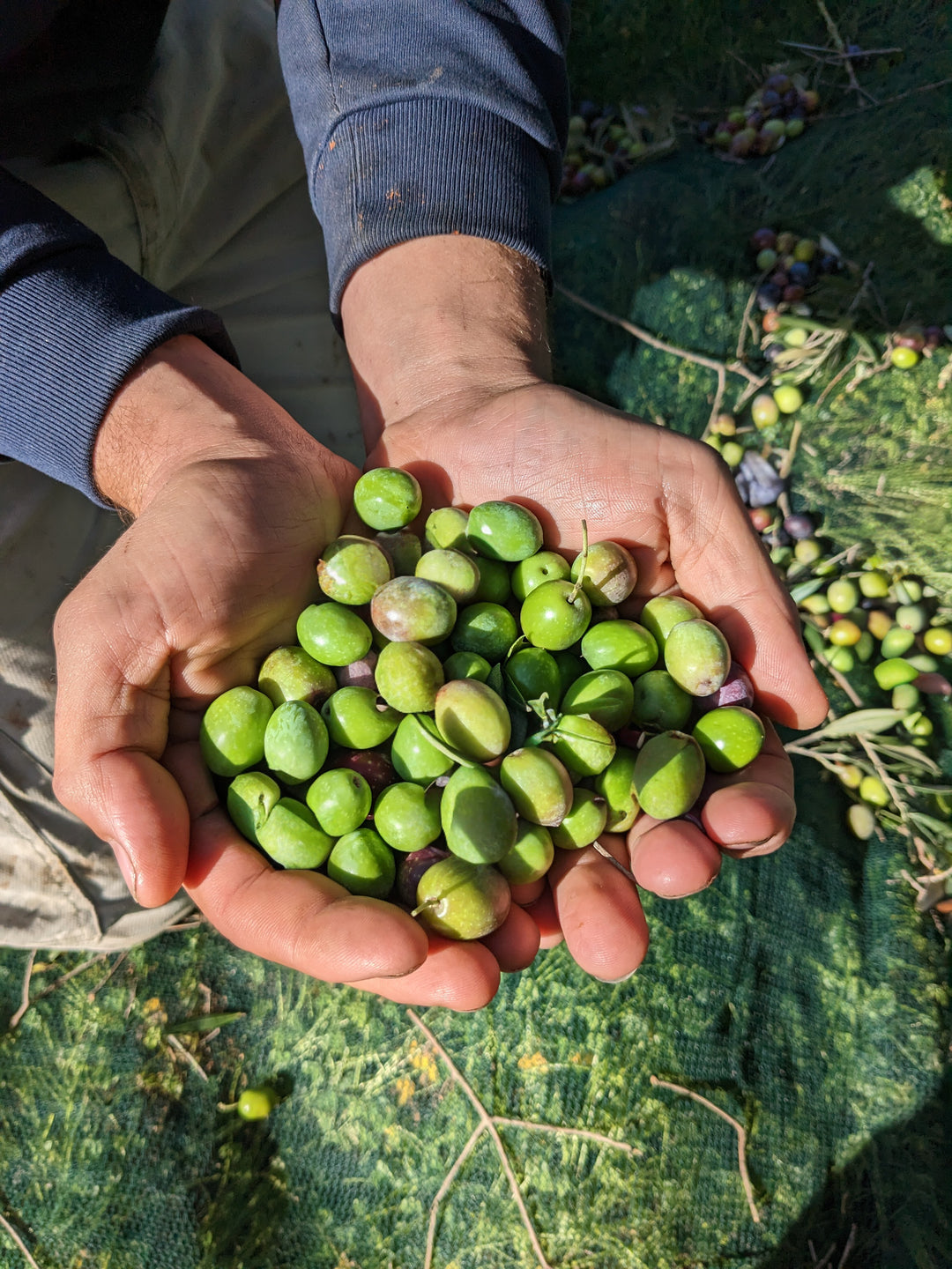 hands holding green olives