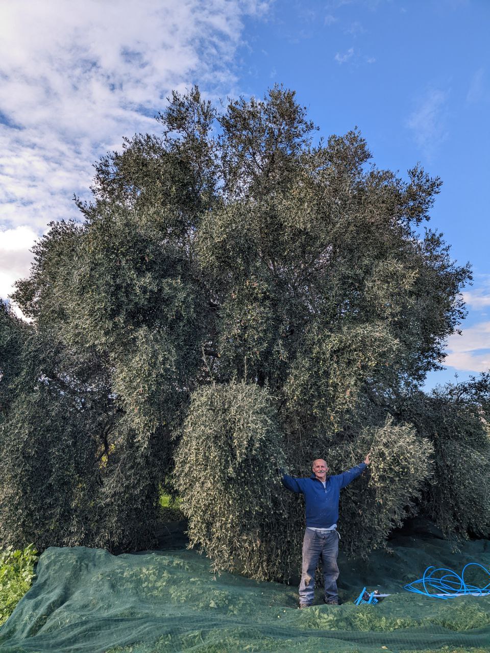 Giannia at Seddus - traceable olive oil tree locator