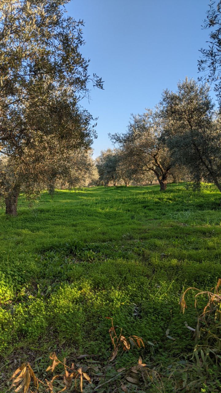 Groves at Soddepai - Traceable Olive Oil Tree Locator