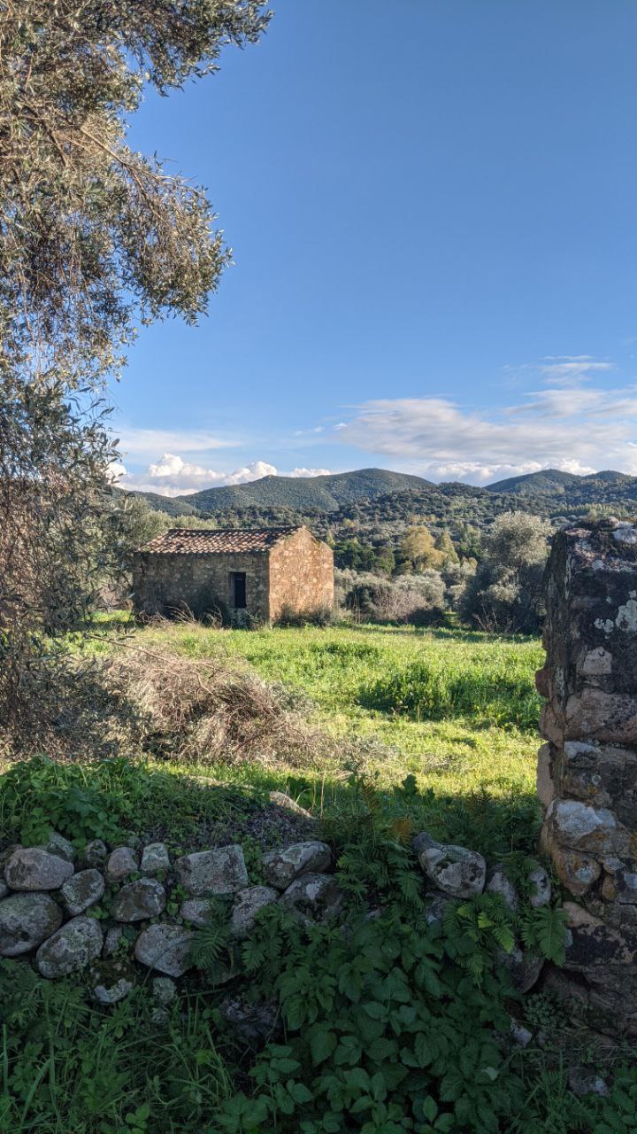 Rustic stone house with olive groves in the background