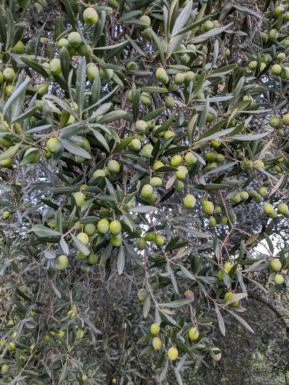 Green Olives at Seddus - traceable olive oil tree locator