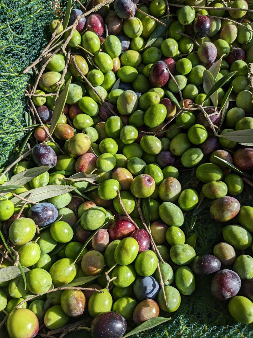 pile of raw olives