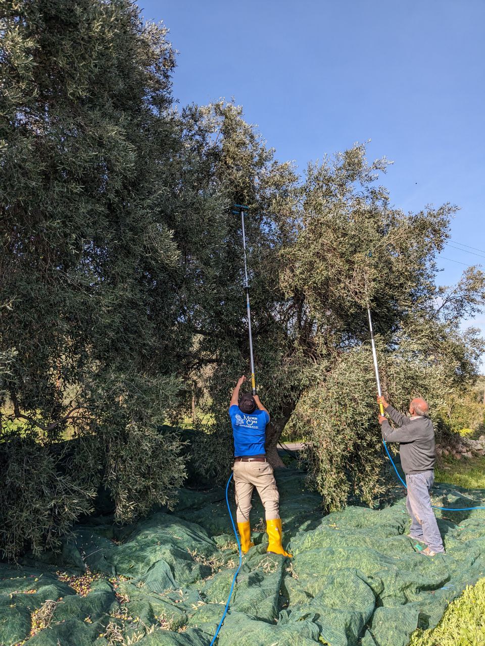 Men harvesting olives with motored rakes